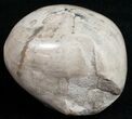 Polished Fossil Sea Urchin (Micraster) #11694-1